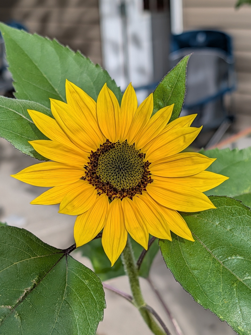 Saje Yellow Sunflower Faux Floral Stem